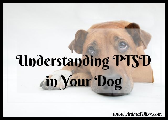 Understanding PTSD in Your Dog