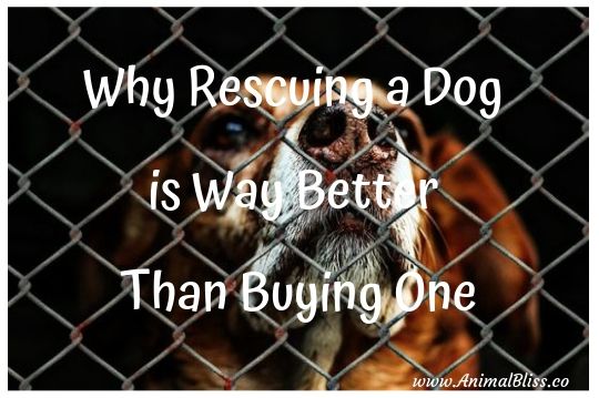 6 Reasons Why Rescuing a Dog is Way Better Than Buying One