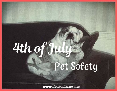 4th of July Pet Safety - Steps for Stress-Free Festivities