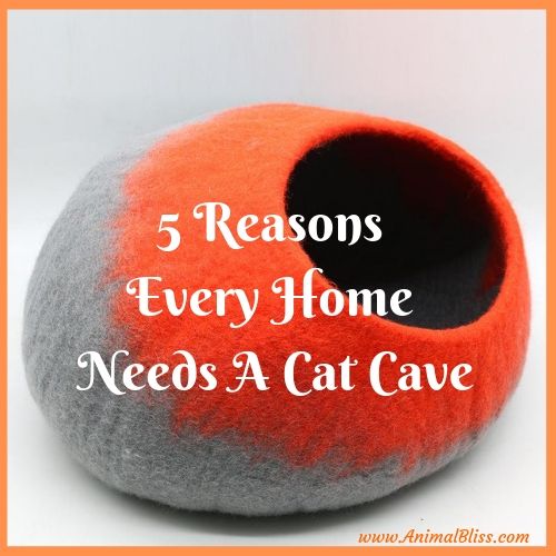 5 Reasons Every Home Needs A Cat Cave