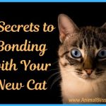 7 Secrets to Bonding with Your New Cat