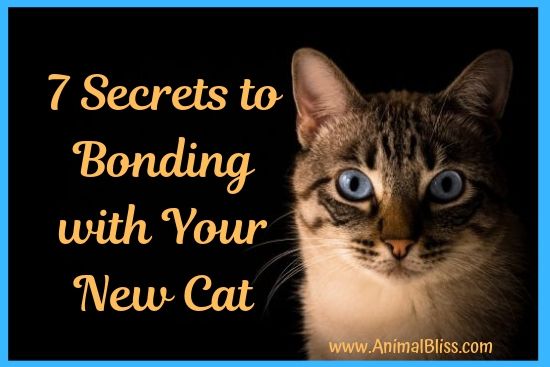 7 Secrets to Bonding With Your New Cat