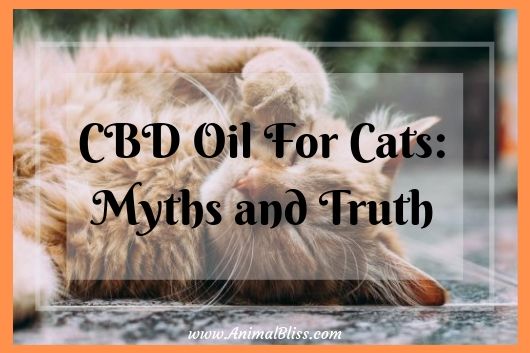 CBD Oil for Cats: Myths and Truth