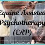 Equine Assisted Psychotherapy (EAP), Horse Therapy, Hippotherapy