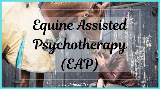 Equine Assisted Psychotherapy (EAP), Horse Therapy, Hippotherapy