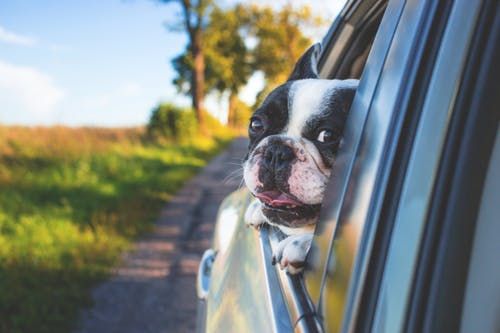 Road Tripping Through New Zealand With Your Doggo