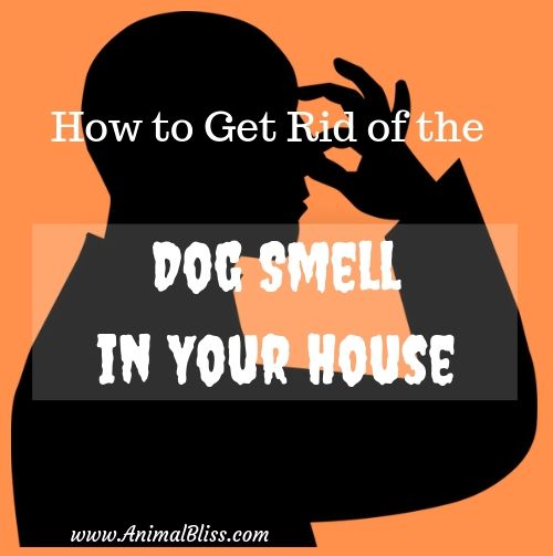 Easy Hacks to Help You Get Rid of the Dog Smell in Your House