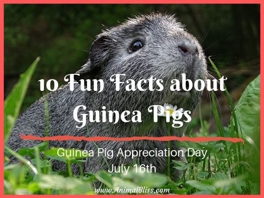 Guinea Pig Appreciation Day - 10 Fun Facts about Guinea Pigs