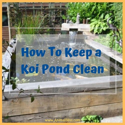 How To Keep a Koi Pond Clean: Methods and Supplies