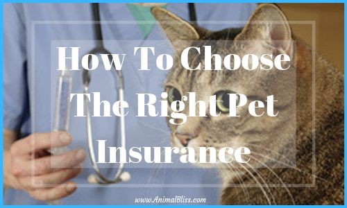 How to Chooose the Right Pet Insurance