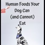 50 Human Foods Your Dog Can (and Cannot) Eat