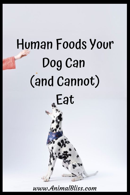 Human Foods Your Dog Can and Cannot Eat