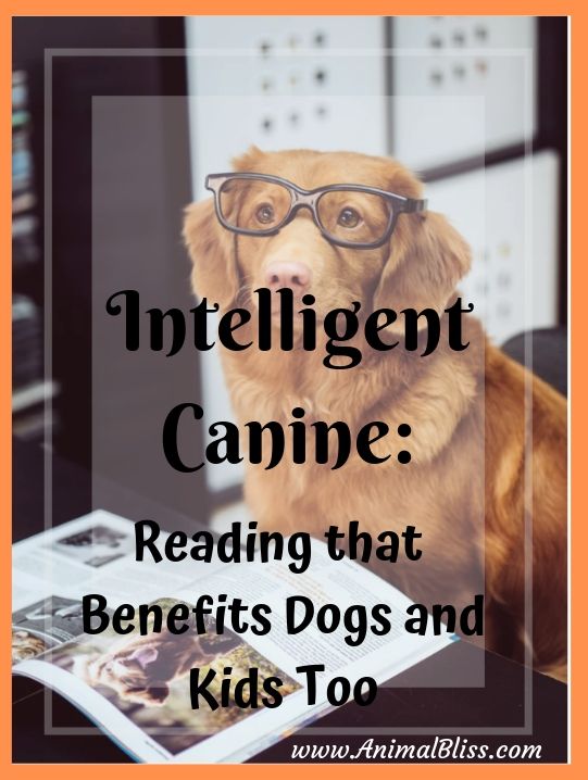 Intelligent Canine: Why Reading Benefits Dogs and Kids Too