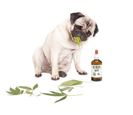 How to Introduce CBD to Your Dog Safely and Effectively