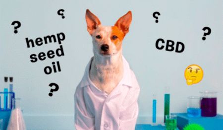 How to Introduce CBD to Your Dog Safely and Effectively