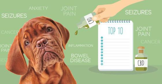 How to Introduce CBD to Your Dog Safely and Effectively