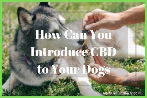 How to Introduce CBD to Your Dog Safely and Effectively
