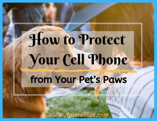 How to Protect Your Cell Phone from Your Pet’s Paws