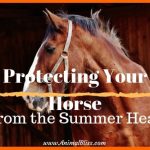 Protecting Your Horse From the Summer Heat