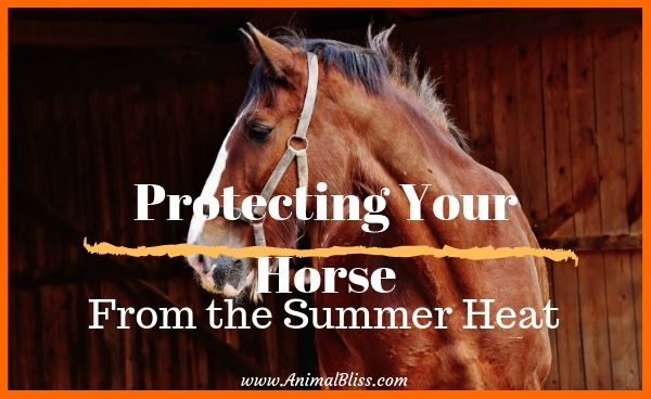 Protecting Your Horse from the Summer Heat