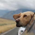 Road Tripping Through New Zealand With Your Doggo