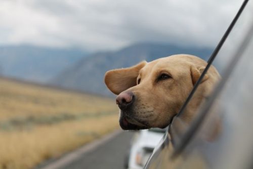 Road Tripping Through New Zealand With Your Doggo