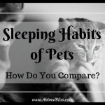 Sleeping Habits of Pets: How Do You Compare?