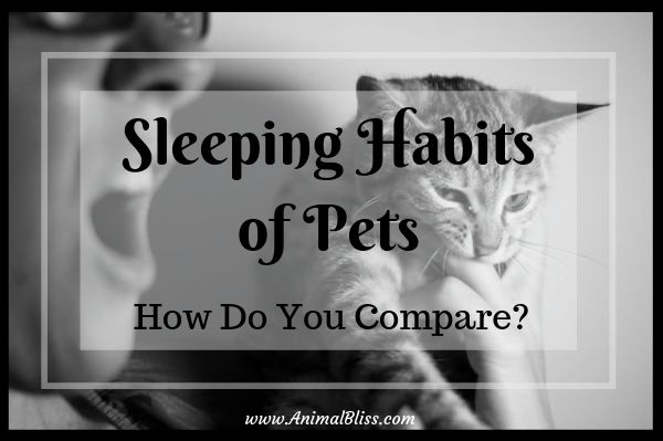 Sleeping Habits of Pets: How do You Compare?