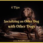 6 Tips for Socializing an Older Dog with Other Dogs