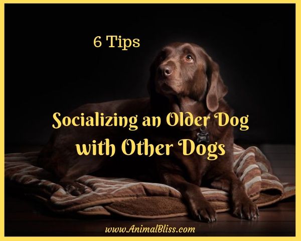 6 Tips for Socializing an Older Dog with Other Dogs