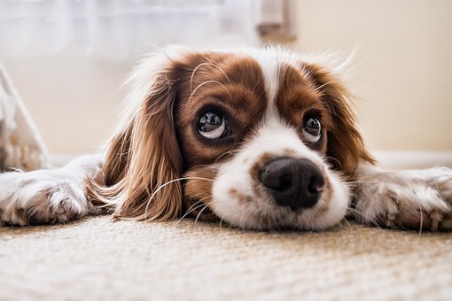 Easy Hacks to Help You Get Rid of the Dog Smell in Your House