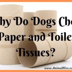 Why Do Dogs Chew Paper and Toilet Tissues?