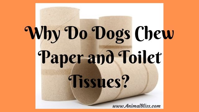 Why Do Dogs Chew Paper and Toilet Tissues?