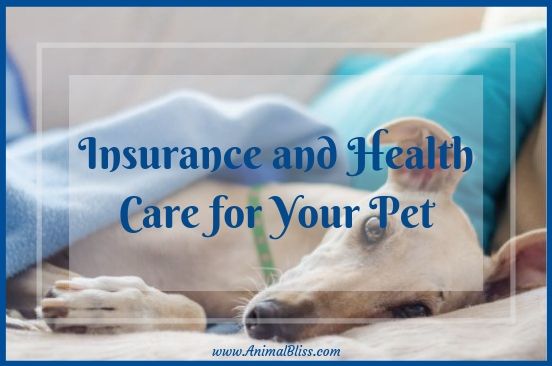 A Guide to Insurance and Health Care for Your Pet