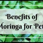 Benefits of Moringa for Pets – Alternative Healing