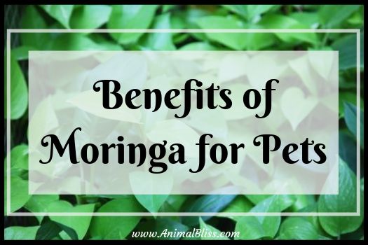 Benefits of Moringa for Pets - Alternative Healing