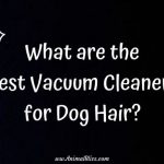 What are the Best Vacuum Cleaners for Dog Hair?