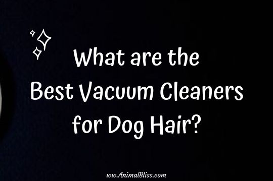 What are the Best Vacuum Cleaners for Dog Hair?