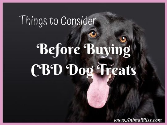 Things to Consider Before Buying CBD Dog Treats