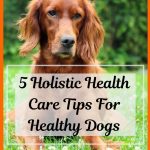 5 Holistic Health Care Tips For Healthy Dogs