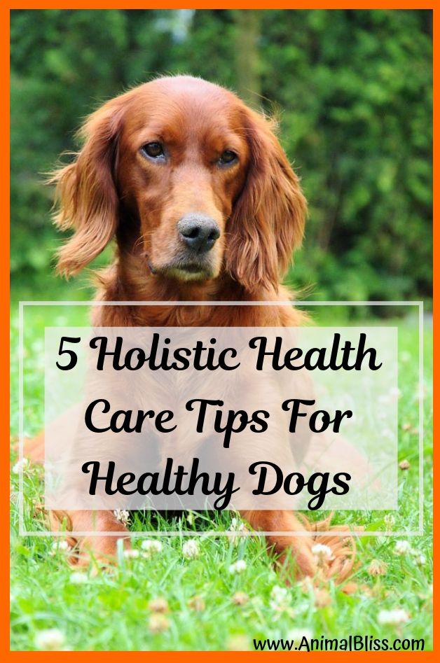 5 Holistic Health Care Tips For Healthy Dogs