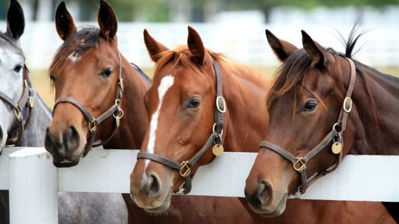 Vitamin and Mineral Supplements for Horses