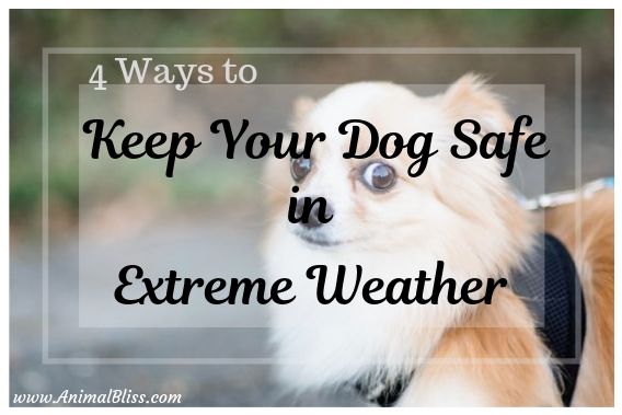 4 Ways to Keep Your Dog Safe in Extreme Weather