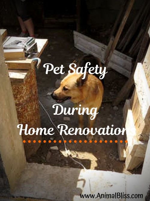 Tips for Pet Safety During Home Renovations
