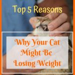 Top 5 Reasons Why Your Cat Might Be Losing Weight