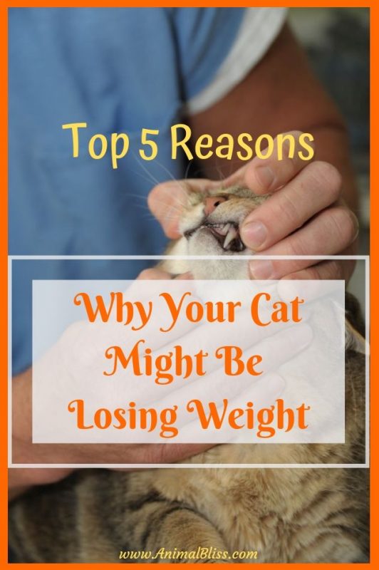 Top 5 Reasons Why Your Cat Might Be Losing Weight