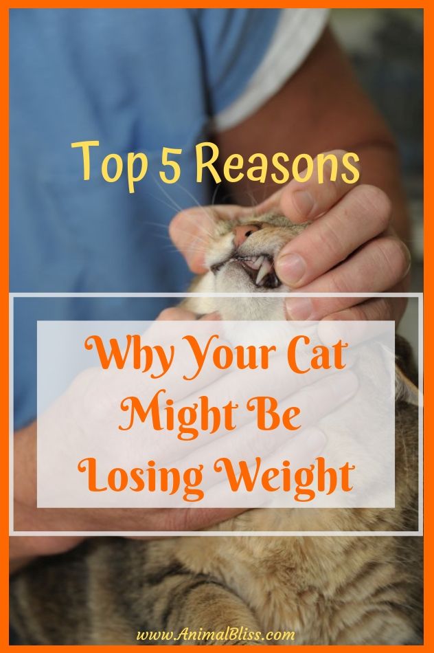 Top 5 Reasons Why Your Cat Might Be Losing Weight