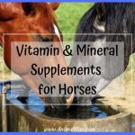 Vitamin and Mineral Supplements for Horses