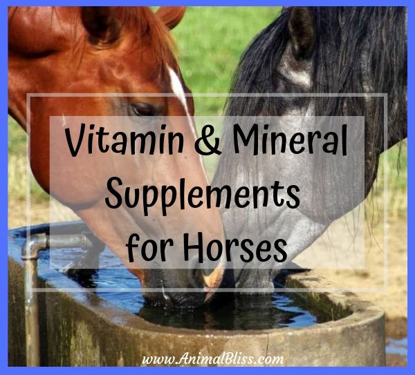Vitamin and Mineral Supplements for Horses