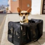 Is Pet Boarding with Your Vet Better than Hiring a Sitter?